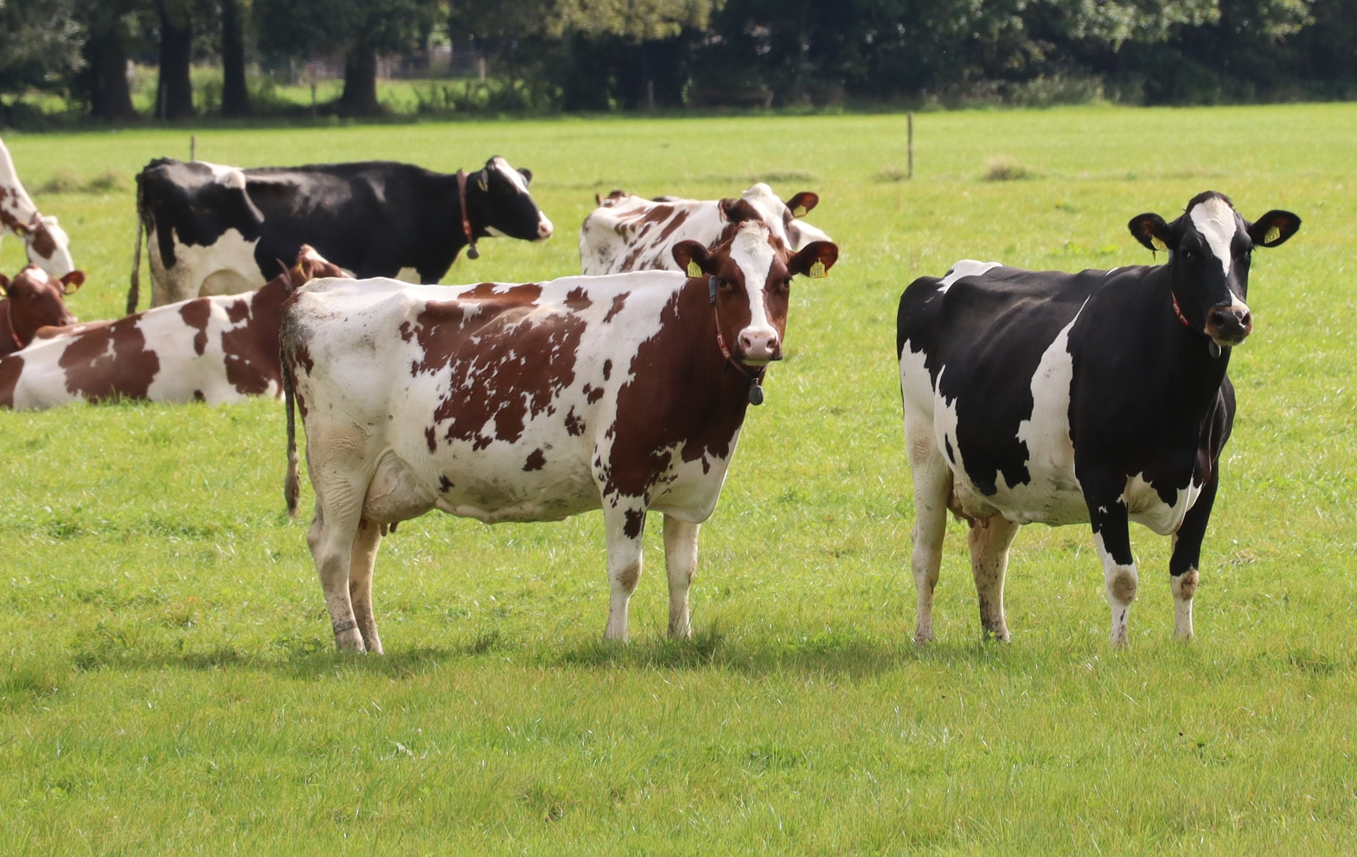 European farm landscape with grazing cattle